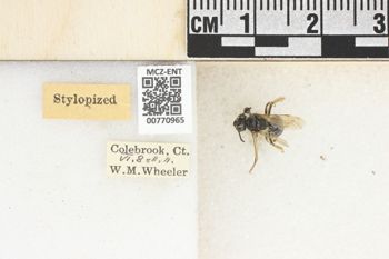Media type: image;   Entomology 770965 Aspect: Labels